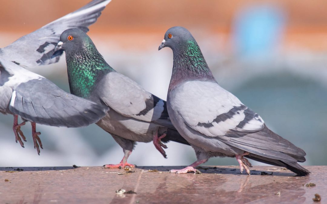 Are Pigeons a Nuisance or Public Health Threat?