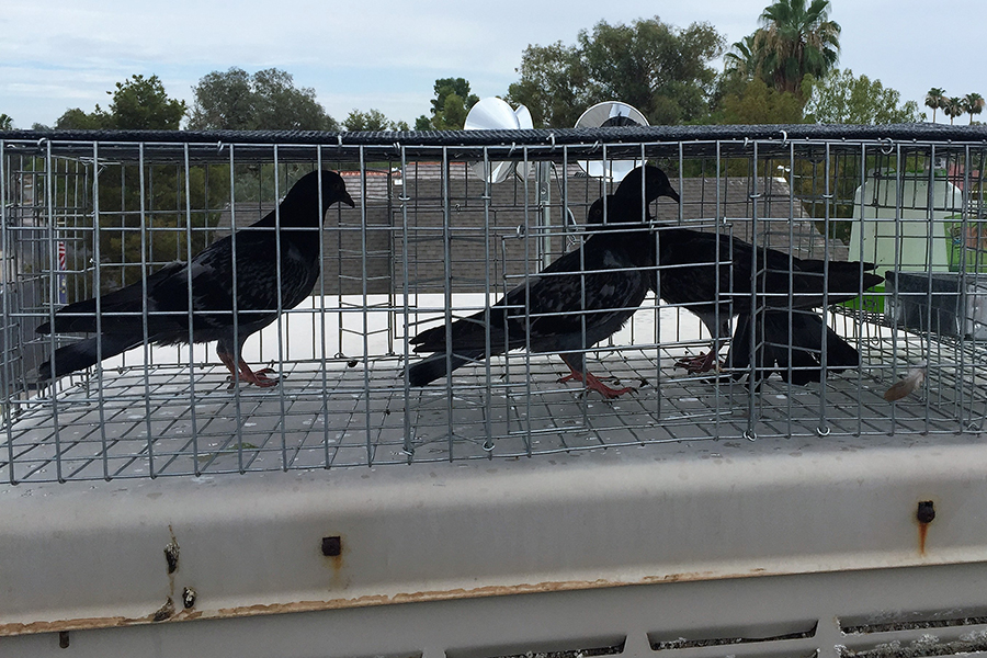 Pigeon Trapping in Phoenix, AZ