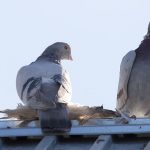 Best Arizona Pigeon control