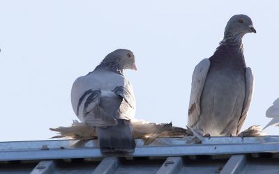 Best Pigeon Control in Arizona