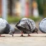 How to Choose the Right Pigeon Control Service in Phoenix