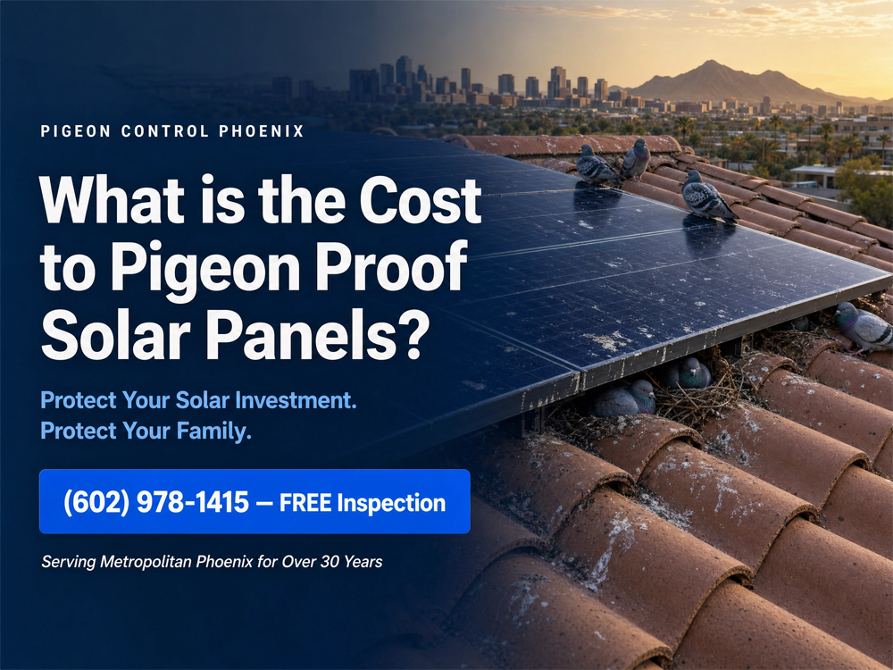 What is the Cost to Pigeon Proof Solar Panels in Phoenix AZ