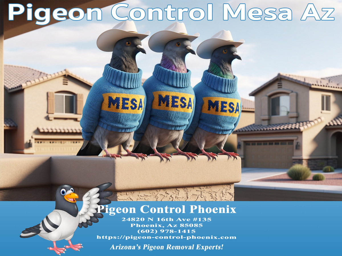 Best Pigeon Control Mesa Az