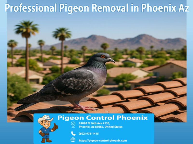 Professional Pigeon Removal in Phoenix Az