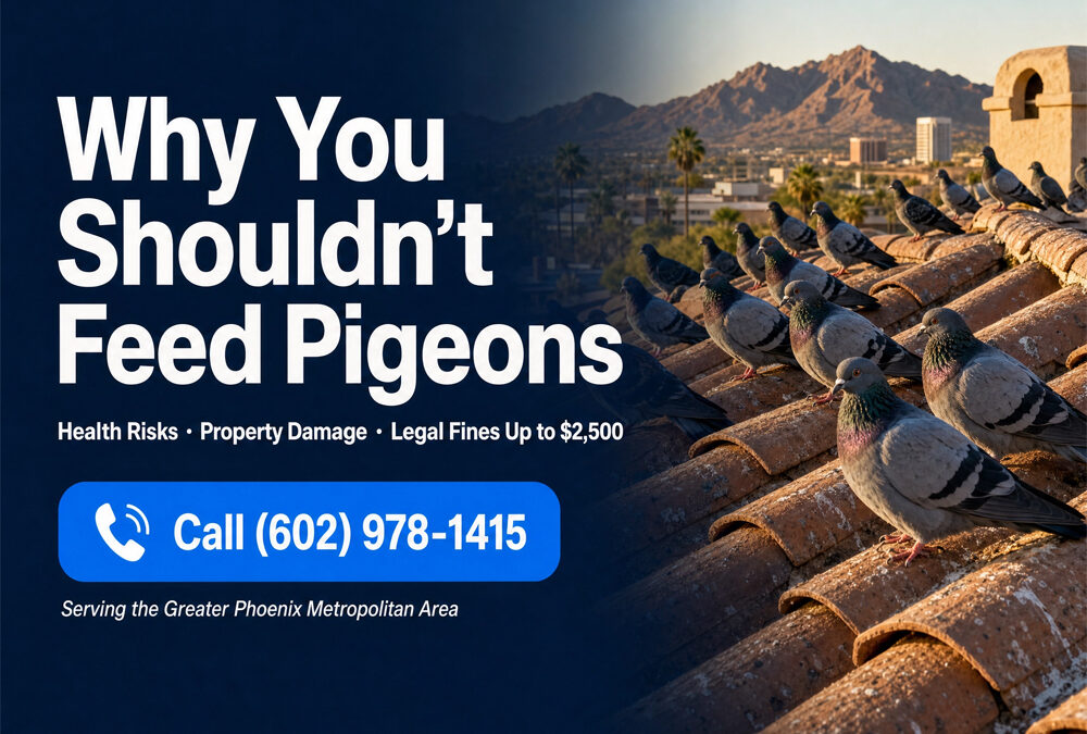 Why You Shouldn't Feed Pigeons Phoenix AZ | Legal & Health Risks