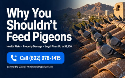 Why You Shouldn’t Feed Pigeons Phoenix AZ | Legal & Health Risks