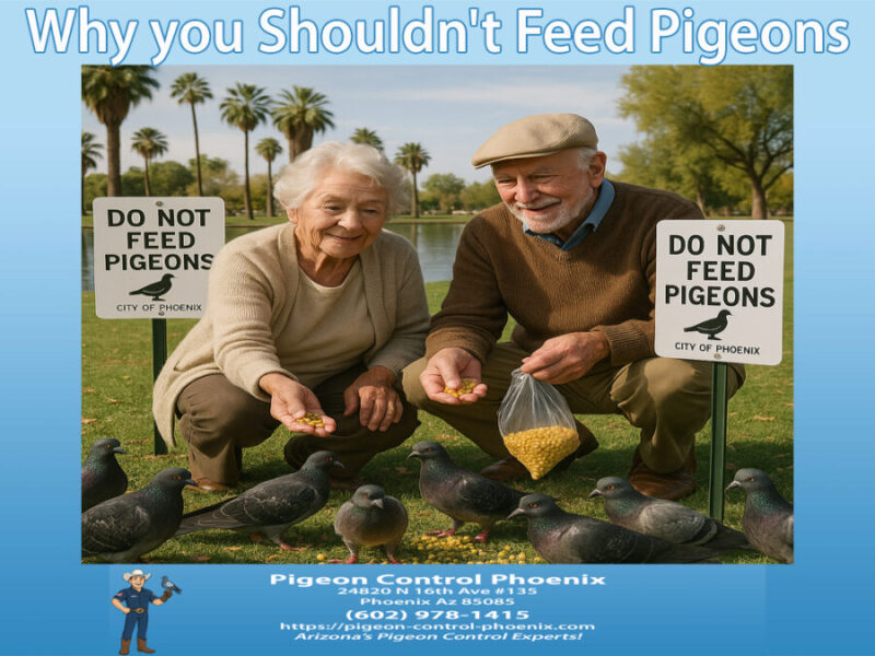 Why you Shouldn't Feed Pigeons | Pigeon Control Phoenix Az