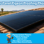 Solar Panel Pigeon Proofing Phoenix