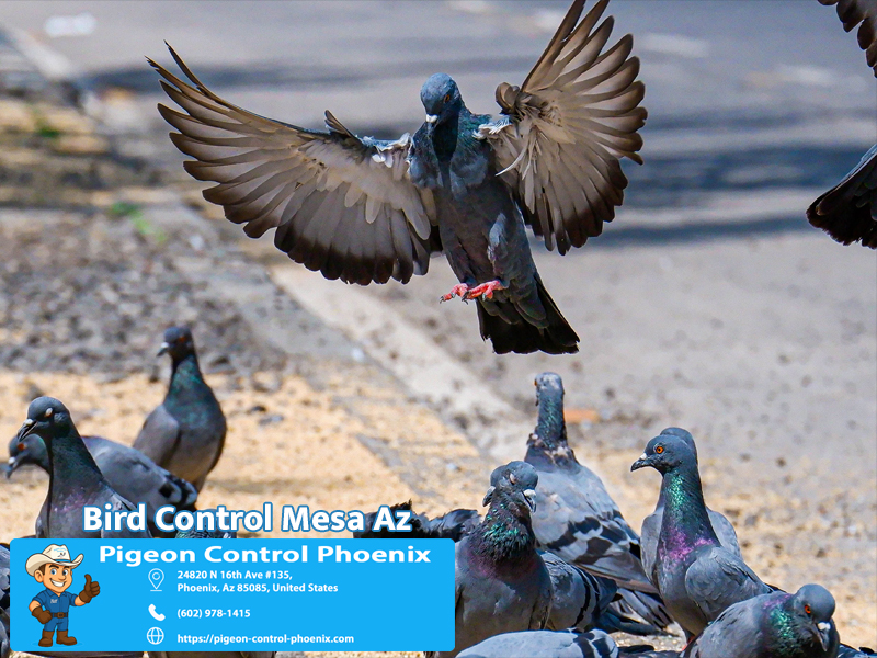 Best Bird Control Mesa Az | Bird Removal Mesa Az