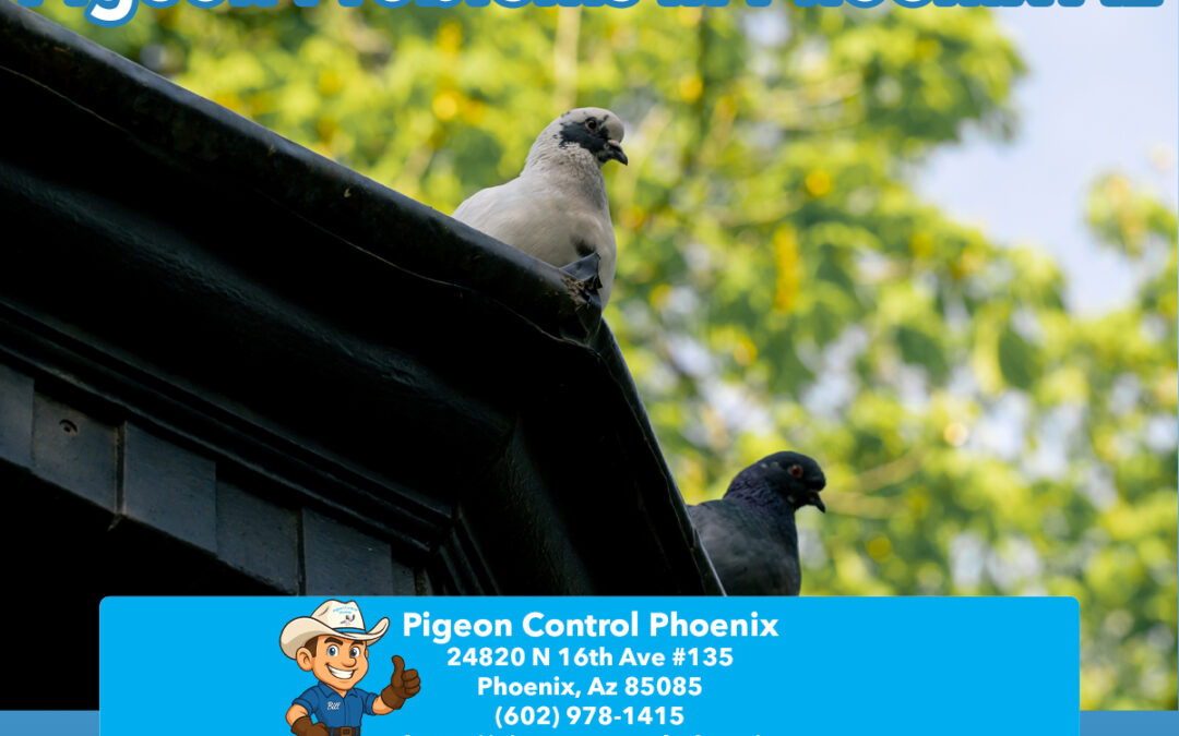 Phoenix Endless Summer: The Hidden Cause of Pigeon Problems