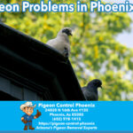 Pigeon Problems in Phoenix Arizona