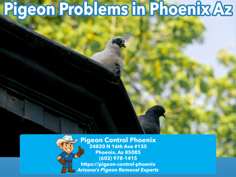 Desert Adapted Pigeons Phoenix Removal