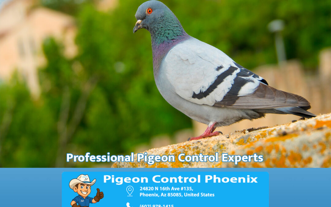 Why Phoenix Trusts Professional Pigeon Control Experts