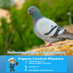 Professional Pigeon Control Experts in Phoenix Az
