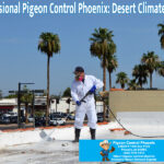 Professional Pigeon Control Phoenix: Desert Climate Guide