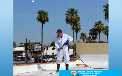 Professional Pigeon Control Phoenix : Desert Climate Guide