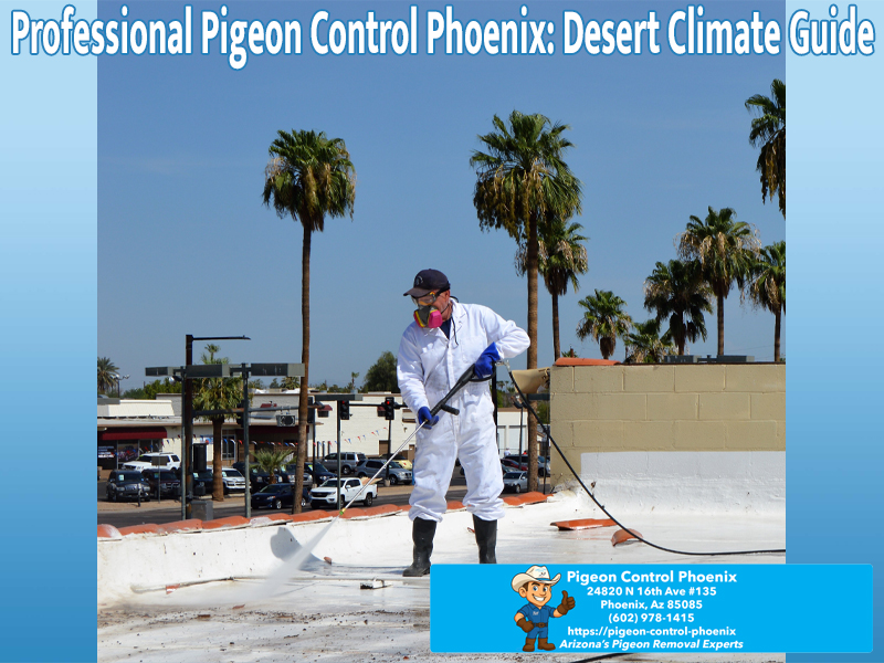 Professional Pigeon Control Phoenix : Desert Climate Guide