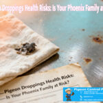 Pigeon Droppings Health Risks: Is Your Phoenix Family at Risk?
