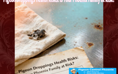 Pigeon Droppings Health Risks Phoenix Az