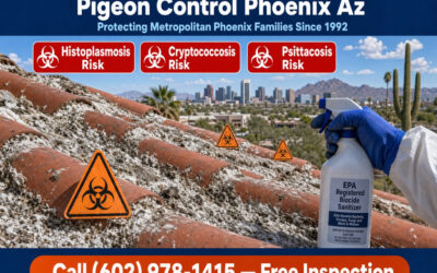 Pigeon Droppings Health Risks Phoenix Az | Cleanup Services