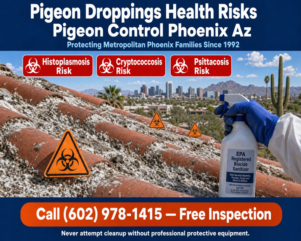 Pigeon Droppings Health Risks Phoenix Az | Cleanup Services