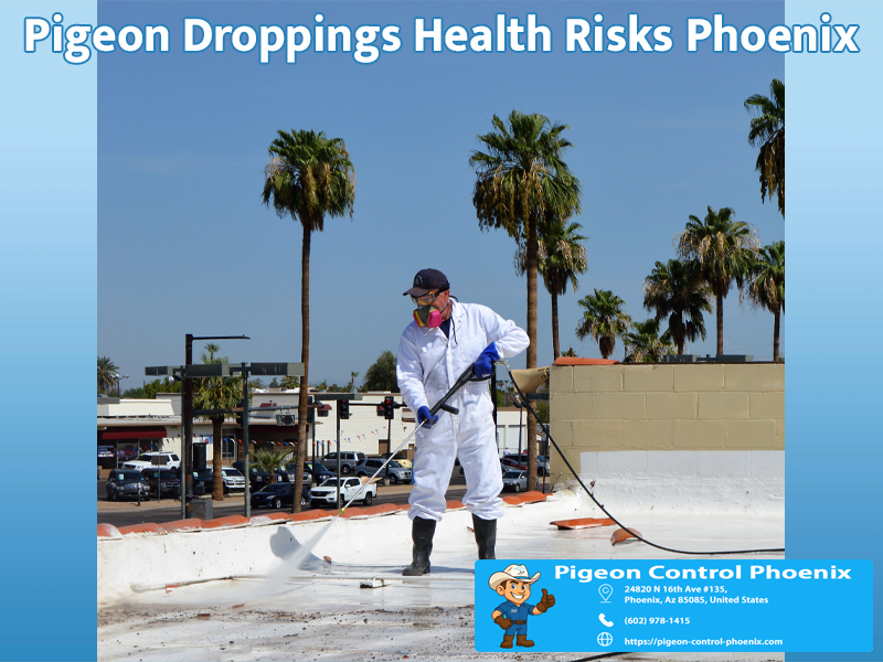 Pigeon Droppings Health Risks Phoenix Az