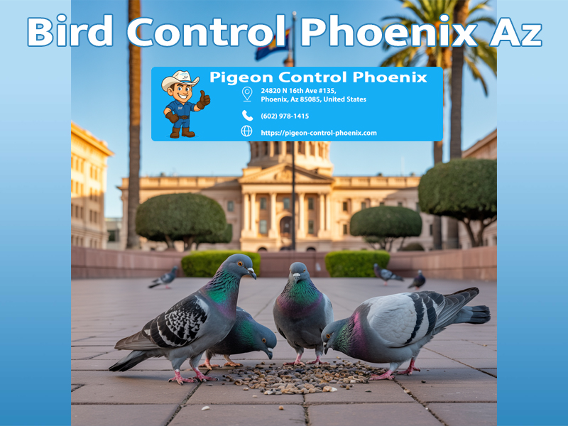 Bird Control Phoenix Az