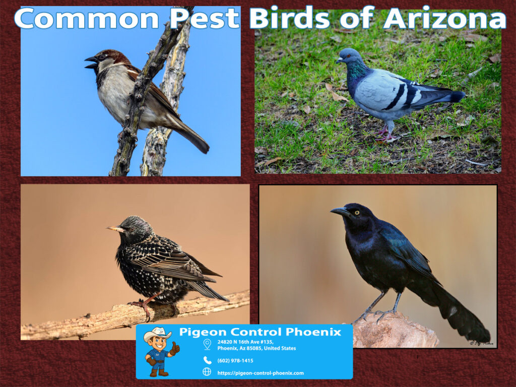 Best Bird Pest Control Mesa Az
