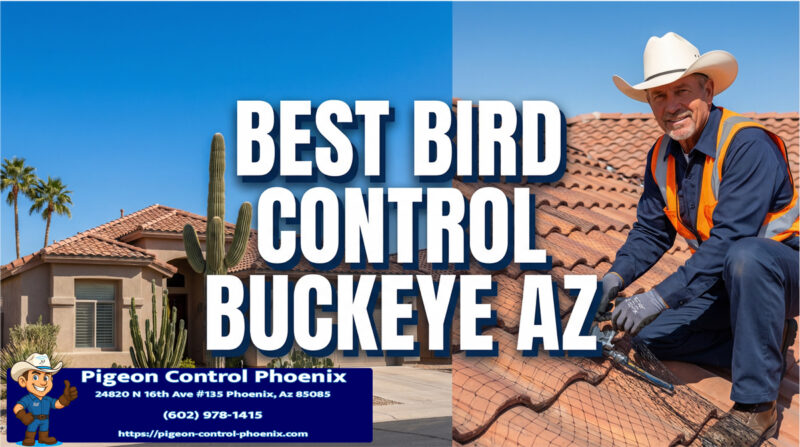 Best Bird Control Buckeye AZ