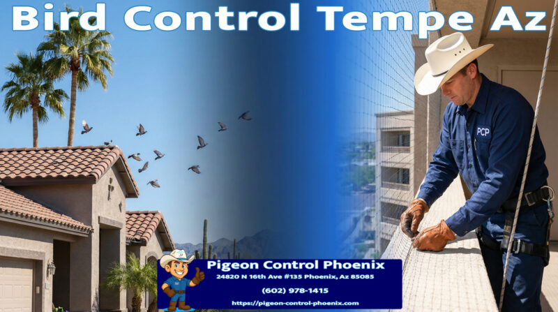 Best Bird Control Tempe Az