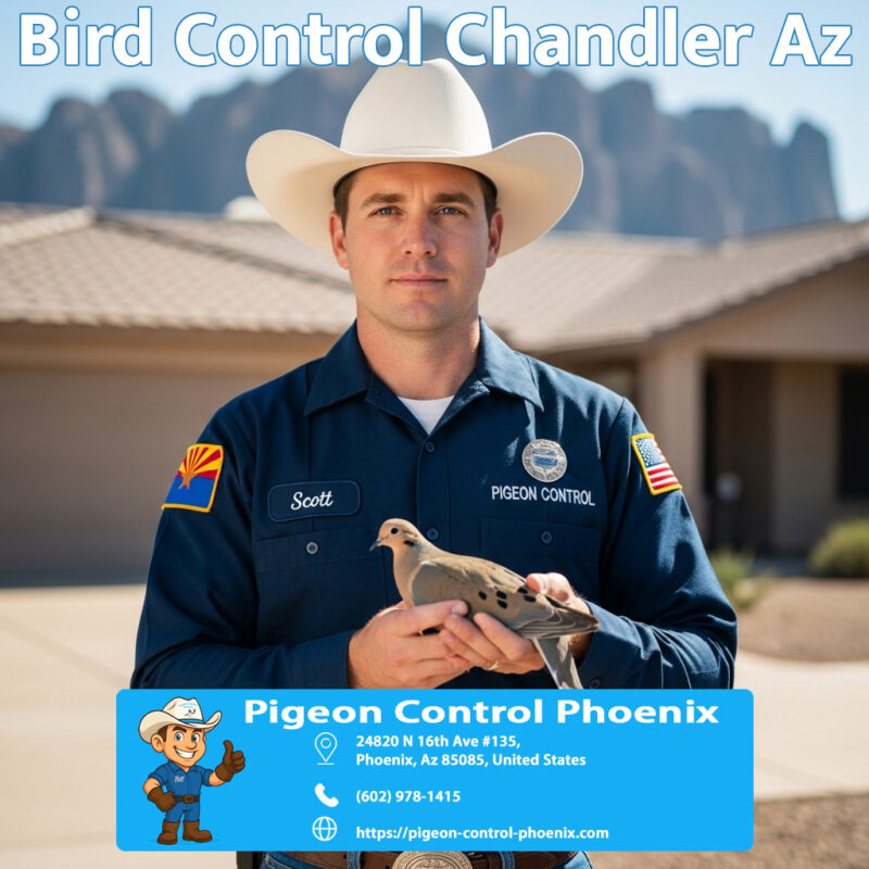 Bird Control Chandler Az