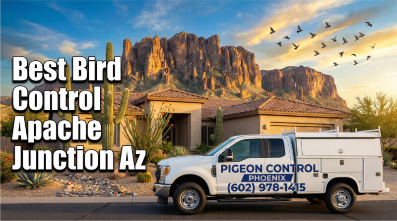 Best Bird Control Apache Junction Az