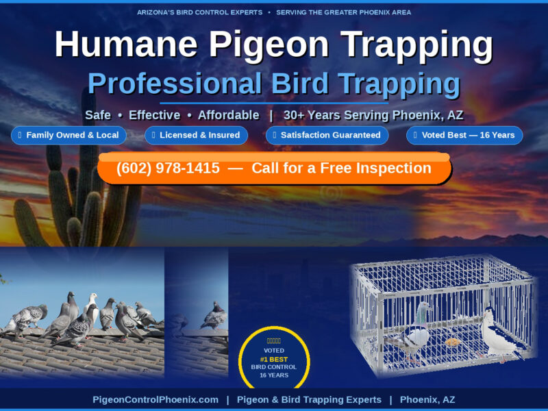 Humane Pigeon Trapping Professional Bird Trapping