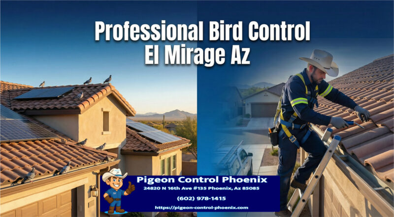 Professional Bird Control El Mirage Az