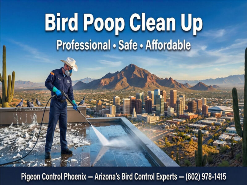 Professional Bird Poop Clean Up Services