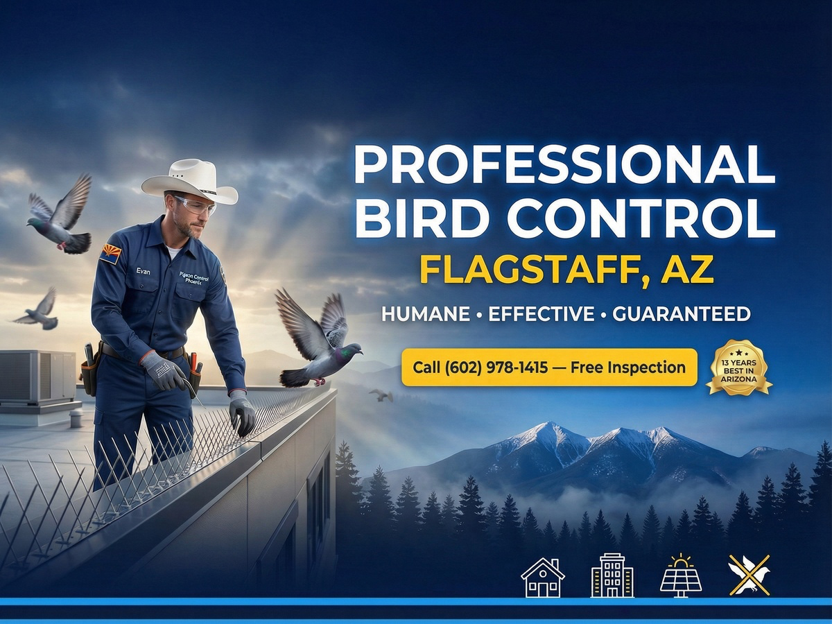 Professional Bird Control Flagstaff Az