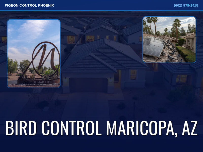 Professional Bird Control Maricopa Az