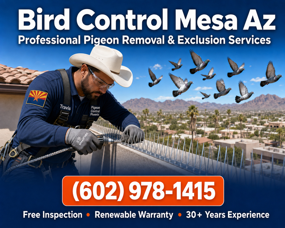 Bird Control Mesa Az | Pigeon Control Phoenix