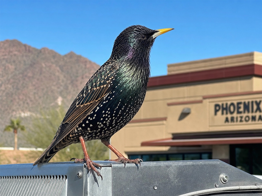 European Starlings in Phoenix Arizona