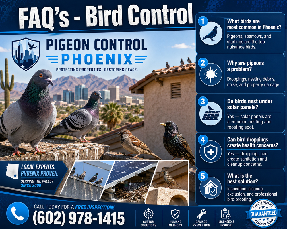 FAQ's - Health Risks of a Pigeon Infestation