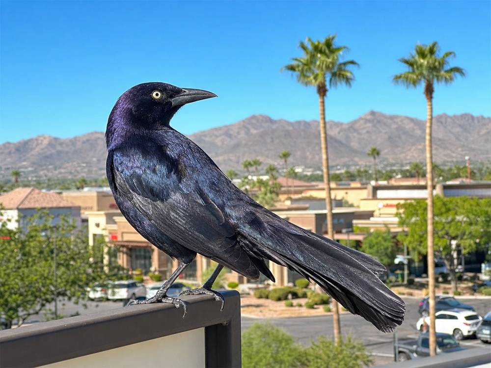 Great-Tailed Grackles in Phoenix Arizona 