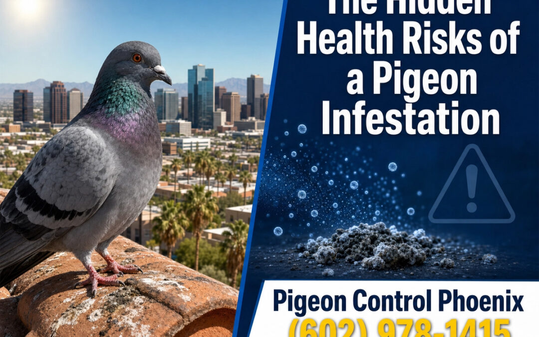 Health Risks of a Pigeon Infestation