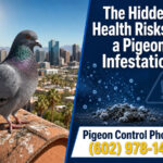 Health Risks of a Pigeon Infestation