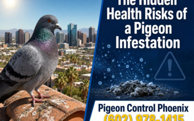 Health Risks of a Pigeon Infestation