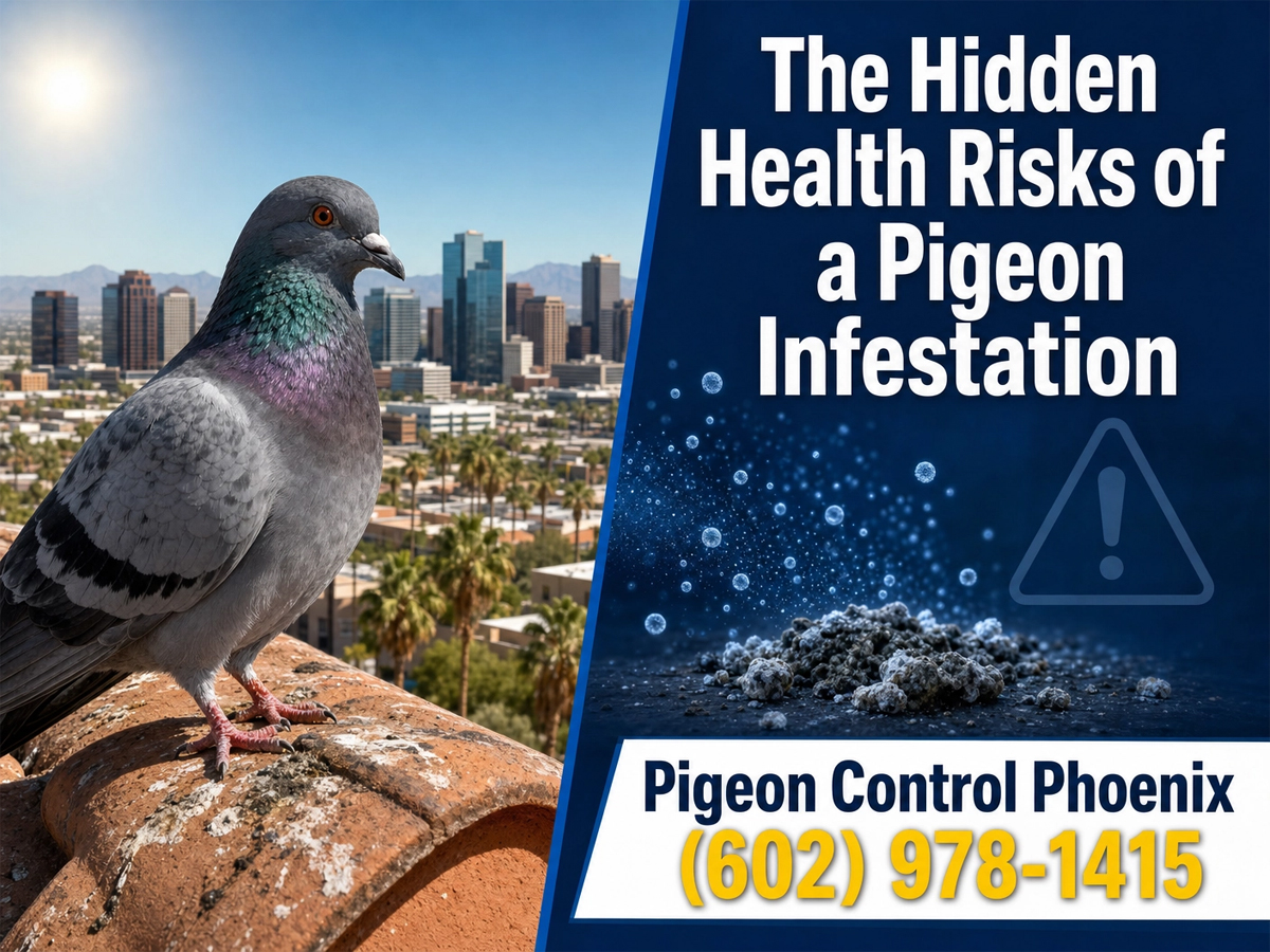 Health Risks of a Pigeon Infestation