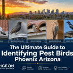 The Ultimate Guide to Identifying Pest Birds Phoenix Arizona