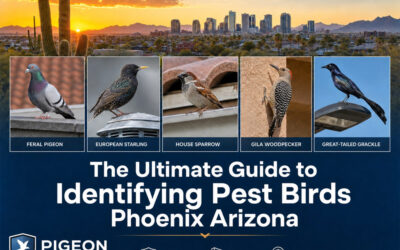 The Ultimate Guide to Identifying Pest Birds Phoenix Arizona